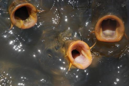koi-mouths.JPG