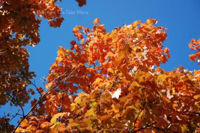 leaves-blue-sky.jpg
