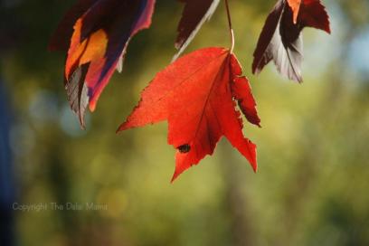 single-red-leaf.jpg